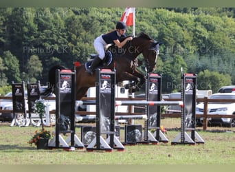 Caballo de Holstein, Caballo castrado, 16 años, 172 cm, Castaño oscuro