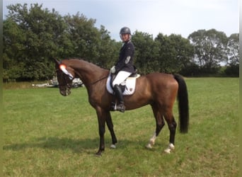 Caballo de Holstein, Caballo castrado, 16 años, 172 cm, Castaño oscuro