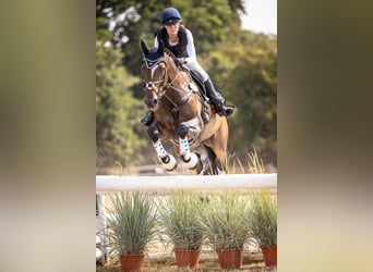 Caballo de Holstein, Caballo castrado, 16 años, 174 cm