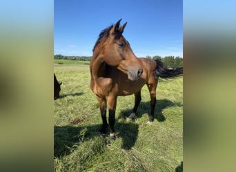 Caballo de Holstein, Caballo castrado, 16 años, 174 cm, Castaño