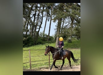 Caballo de Holstein, Caballo castrado, 16 años, 175 cm, Castaño