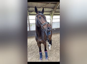 Caballo de Holstein, Caballo castrado, 16 años, 175 cm, Castaño