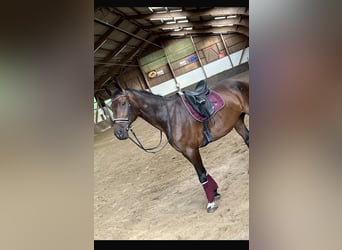 Caballo de Holstein, Caballo castrado, 16 años, 175 cm, Castaño