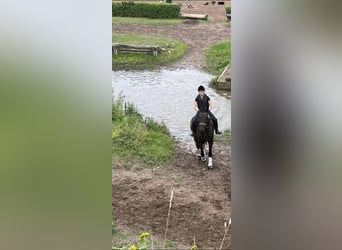 Caballo de Holstein, Caballo castrado, 16 años, 175 cm, Castaño