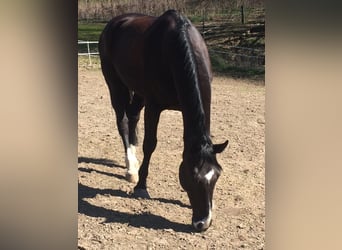 Caballo de Holstein, Caballo castrado, 16 años, 175 cm, Morcillo