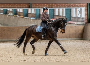 Caballo de Holstein, Caballo castrado, 16 años, 178 cm, Castaño oscuro