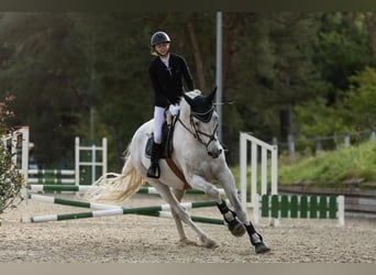 Caballo de Holstein, Caballo castrado, 16 años, 180 cm, Tordo