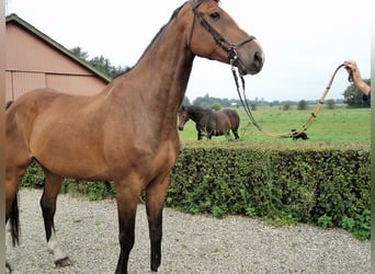 Caballo de Holstein, Caballo castrado, 16 años, 182 cm, Castaño