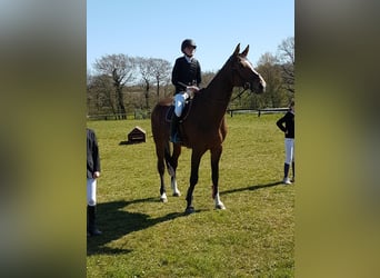 Caballo de Holstein, Caballo castrado, 16 años, 182 cm, Castaño