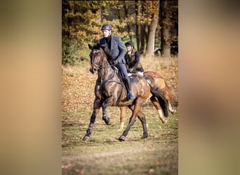Caballo de Holstein, Caballo castrado, 16 años, 185 cm, Castaño