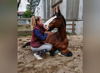 Caballo de Holstein, Caballo castrado, 17 años, 164 cm, Castaño