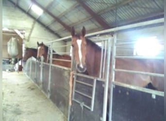 Caballo de Holstein, Caballo castrado, 17 años, 170 cm, Castaño