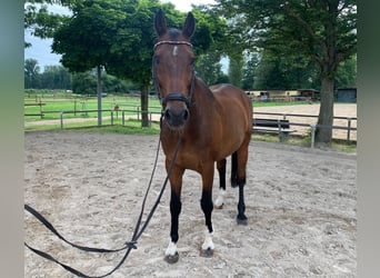 Caballo de Holstein, Caballo castrado, 17 años, 170 cm, Castaño oscuro