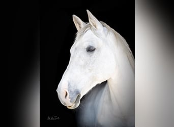 Caballo de Holstein, Caballo castrado, 17 años, 173 cm, Tordo