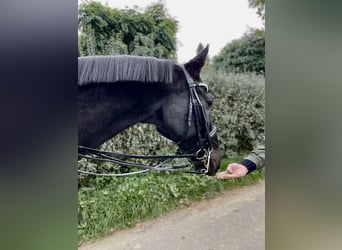 Caballo de Holstein, Caballo castrado, 17 años, 175 cm, Morcillo