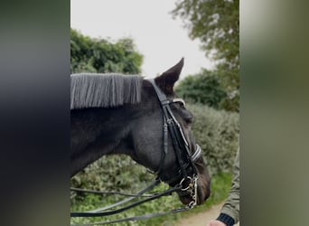 Caballo de Holstein, Caballo castrado, 17 años, 175 cm, Morcillo