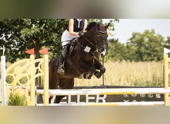 Caballo de Holstein, Caballo castrado, 17 años, 175 cm, Morcillo