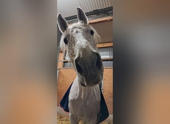 Caballo de Holstein, Caballo castrado, 17 años, 178 cm, Tordo picazo