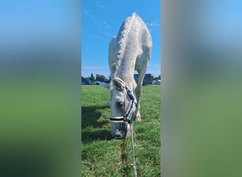 Caballo de Holstein, Caballo castrado, 17 años, 178 cm, Tordo picazo