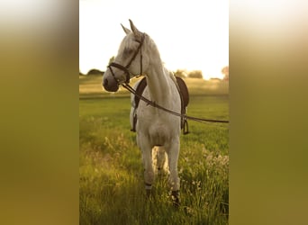 Caballo de Holstein, Caballo castrado, 17 años, 178 cm, Tordo picazo