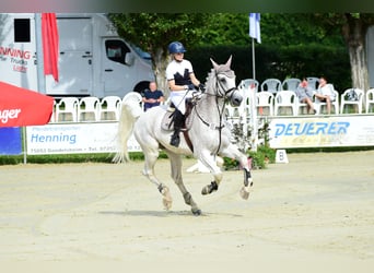 Caballo de Holstein, Caballo castrado, 17 años, 178 cm, Tordo picazo