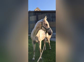 Caballo de Holstein, Caballo castrado, 17 años, 178 cm, Tordo picazo