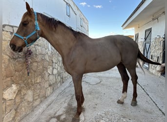 Caballo de Holstein, Caballo castrado, 17 años, 185 cm, Alazán-tostado