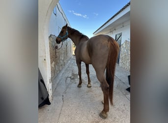 Caballo de Holstein, Caballo castrado, 17 años, 185 cm, Alazán-tostado