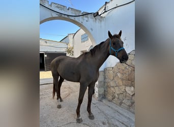 Caballo de Holstein, Caballo castrado, 17 años, 185 cm, Alazán-tostado