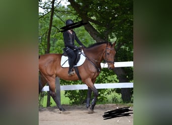 Caballo de Holstein, Caballo castrado, 17 años, 185 cm, Castaño