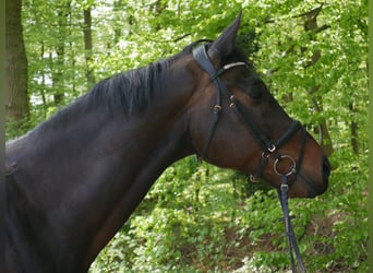 Caballo de Holstein, Caballo castrado, 17 años, Castaño oscuro