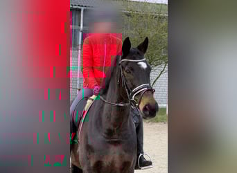 Caballo de Holstein, Caballo castrado, 18 años, 162 cm, Castaño oscuro