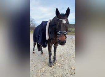 Caballo de Holstein, Caballo castrado, 18 años, 162 cm, Castaño oscuro