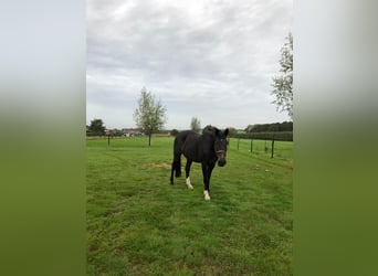 Caballo de Holstein, Caballo castrado, 18 años, 170 cm, Morcillo