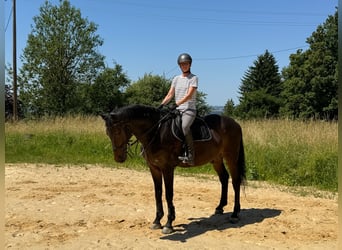 Caballo de Holstein, Caballo castrado, 18 años, 174 cm, Castaño oscuro