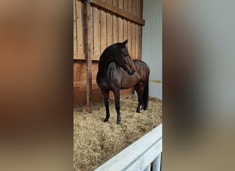 Caballo de Holstein, Caballo castrado, 18 años, 175 cm, Castaño oscuro