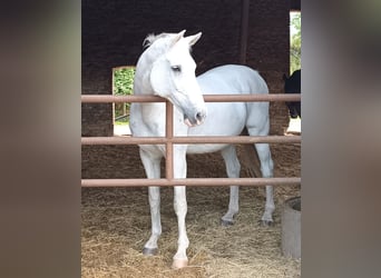 Caballo de Holstein, Caballo castrado, 18 años, 177 cm, Tordo