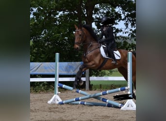 Caballo de Holstein, Caballo castrado, 18 años, 185 cm, Castaño