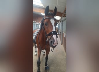 Caballo de Holstein, Caballo castrado, 19 años, 163 cm, Castaño