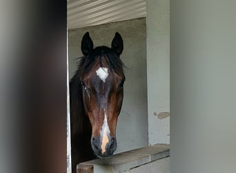 Caballo de Holstein Mestizo, Caballo castrado, 19 años, 172 cm, Castaño