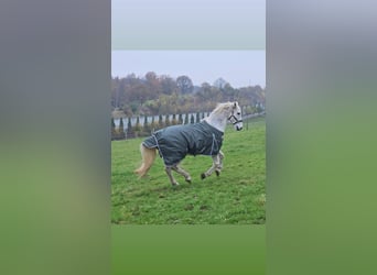 Caballo de Holstein, Caballo castrado, 19 años, 173 cm, Tordo picazo