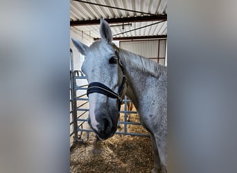 Caballo de Holstein, Caballo castrado, 19 años, 173 cm, Tordo picazo