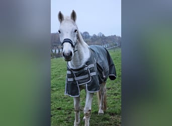 Caballo de Holstein, Caballo castrado, 19 años, 173 cm, Tordo picazo