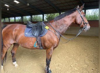 Caballo de Holstein, Caballo castrado, 19 años, 174 cm, Castaño