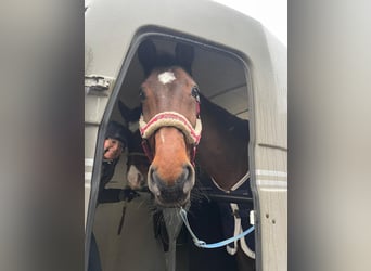 Caballo de Holstein, Caballo castrado, 19 años, 174 cm, Castaño