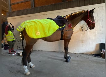 Caballo de Holstein, Caballo castrado, 19 años, 174 cm, Castaño