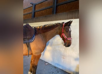 Caballo de Holstein, Caballo castrado, 19 años, 174 cm, Castaño