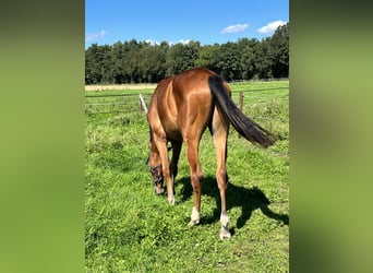 Caballo de Holstein Mestizo, Caballo castrado, 1 año, 162 cm, Castaño