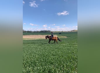 Caballo de Holstein, Caballo castrado, 20 años, 165 cm, Castaño