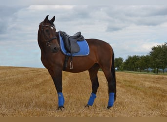 Caballo de Holstein, Caballo castrado, 21 años, 164 cm, Castaño